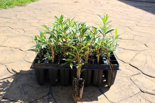 Nerium oleander plantones
