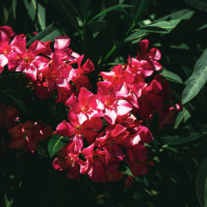 Nerium oleander rojo