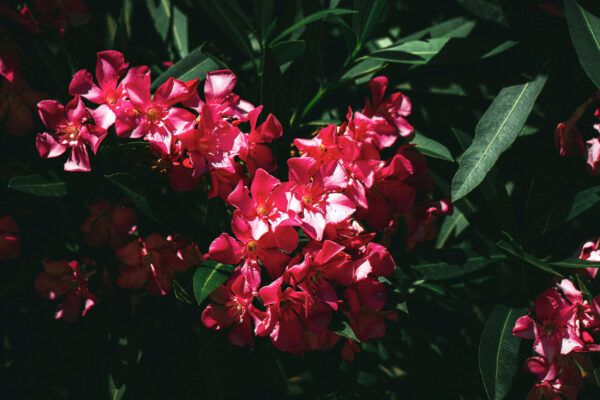 Nerium oleander rojo