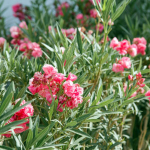 Nerium oleander rosa