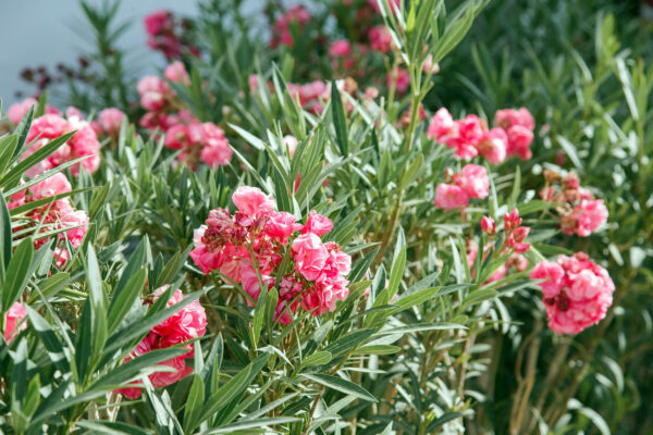 Nerium oleander rosa