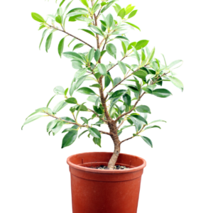 ficus-microcarpa-tiger-bark-1