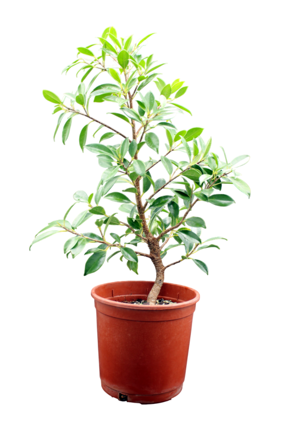 ficus-microcarpa-tiger-bark-1