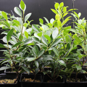 ficus-microcarpa-tiger-bark-2