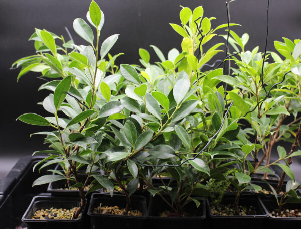 ficus-microcarpa-tiger-bark-2