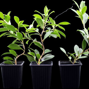 ficus-microcarpa-tiger-bark