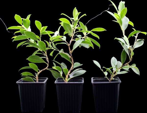 ficus-microcarpa-tiger-bark
