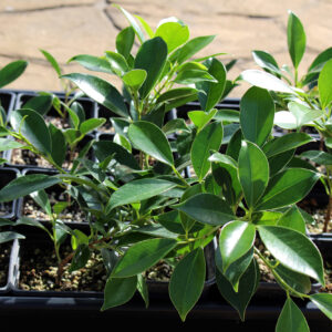 ficus-tiger-bark