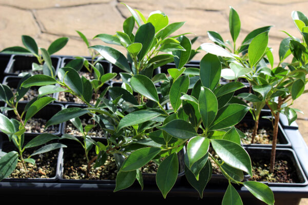 ficus-tiger-bark