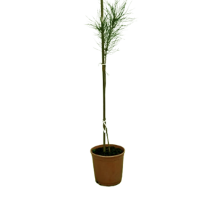 pinus_pinea