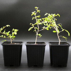 ulmus-parvifolia-2 ulmus-parvifolia-2