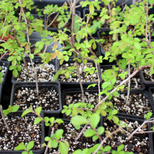 ulmus-parvifolia ulmus-parvifolia