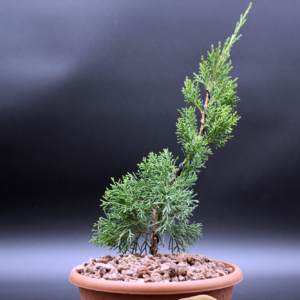 Juniperus Chinensis Kishu Pre Bonsai _1 Juniperus Chinensis Kishu Pre Bonsai _1